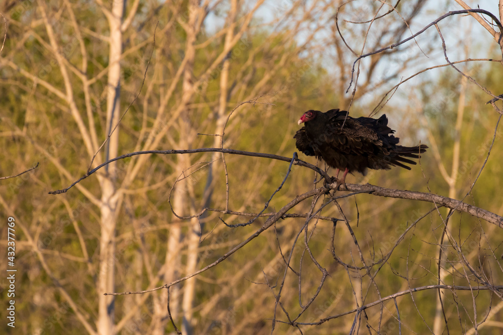 Turkey vulture (Cathartes aura) in spring migration Turkey vulture (Cathartes aura) in spring migration