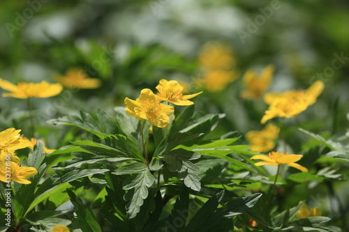 Anemonoides ranunculoides, 	Yellow Anemone, Yellow Wood Anemone. Yellow flowers background. Spring floral yellow-green background.