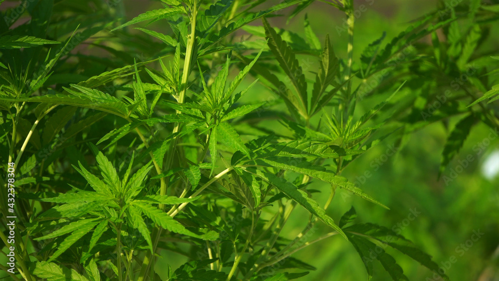 Marijuana cannabis legalized farm close up shot Marijuana cannabis legalized farm close up shot