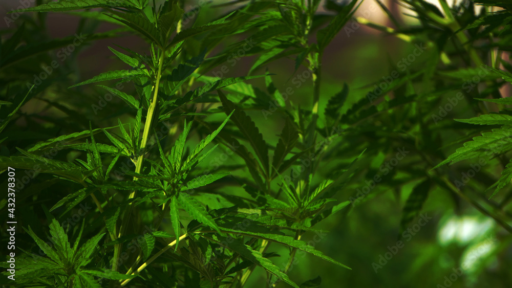 Marijuana cannabis legalized farm close up shot Marijuana cannabis legalized farm close up shot