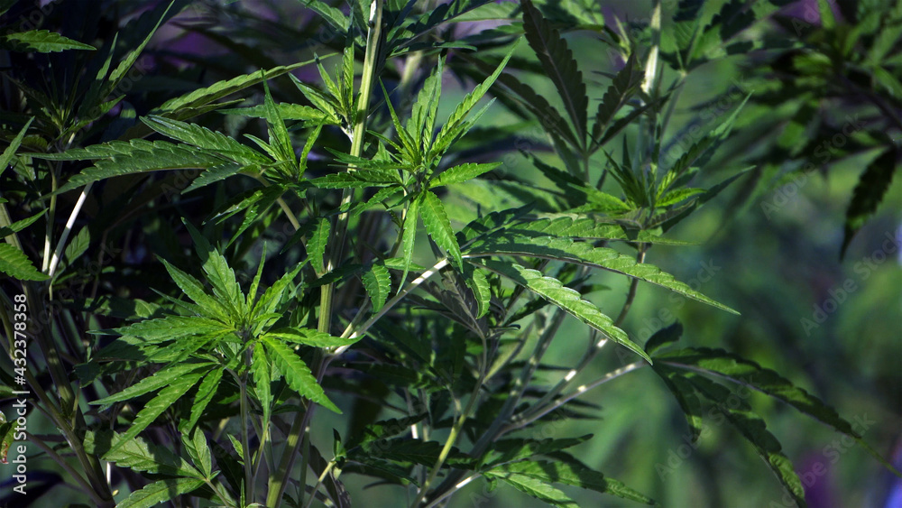 Naklejka premium Marijuana cannabis legalized farm close up shot