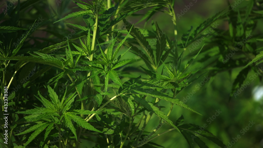 Marijuana cannabis legalized farm close up shot Marijuana cannabis legalized farm close up shot