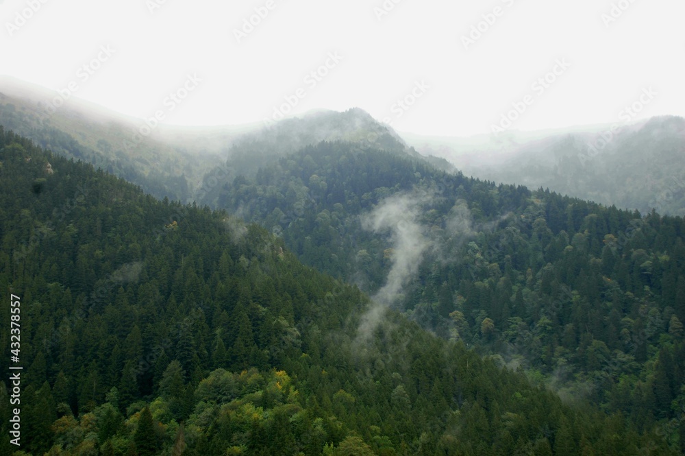 Fog in green forest and mountains 