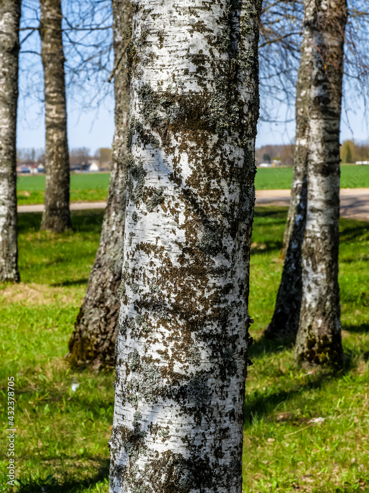 A seamless texture of tree bark - cool for wallpaper or background A seamless texture of tree bark - cool for wallpaper or background