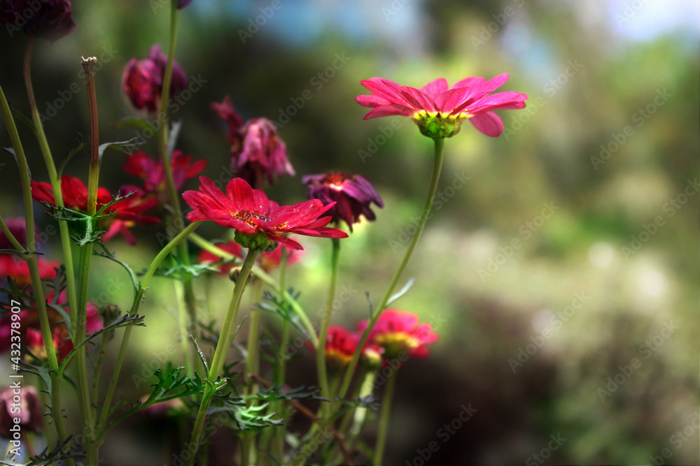 Beautiful red daisies in the field 