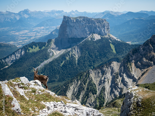Ibex checking the view of the Mont-Aguille in the french Vercors National Park
