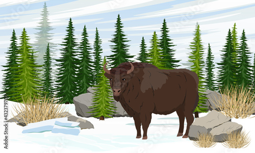 European bison Bison bonasus stands in a snowy meadow in front of large spruce trees. European wood bison. The wisent or the zubr. Realistic vector winter landscape.