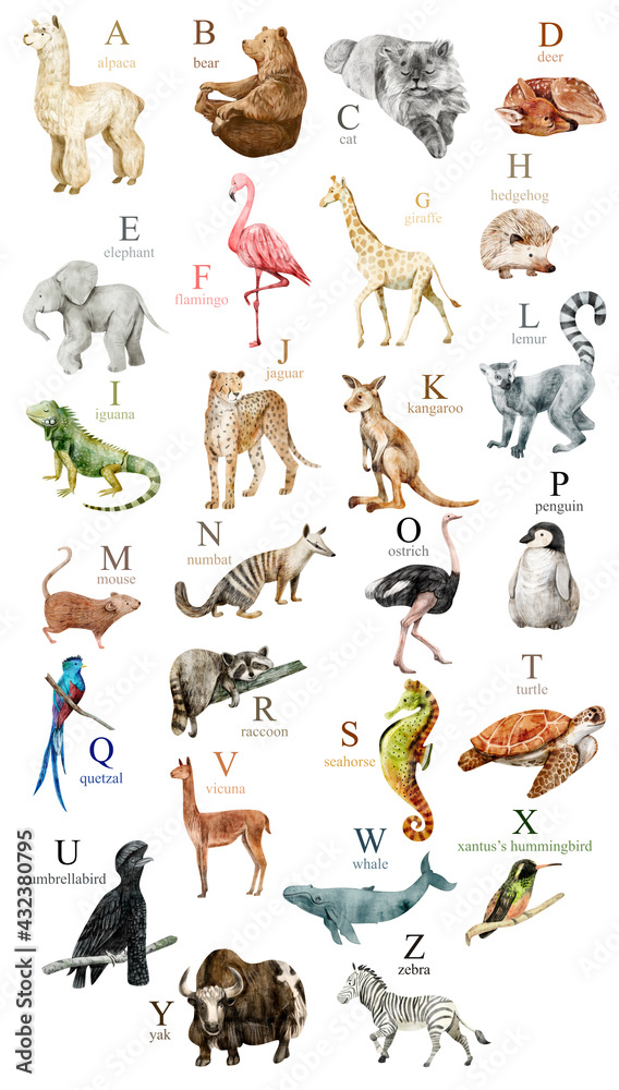 Fototapeta premium Watercolor cute animals alphabet for kids education. 