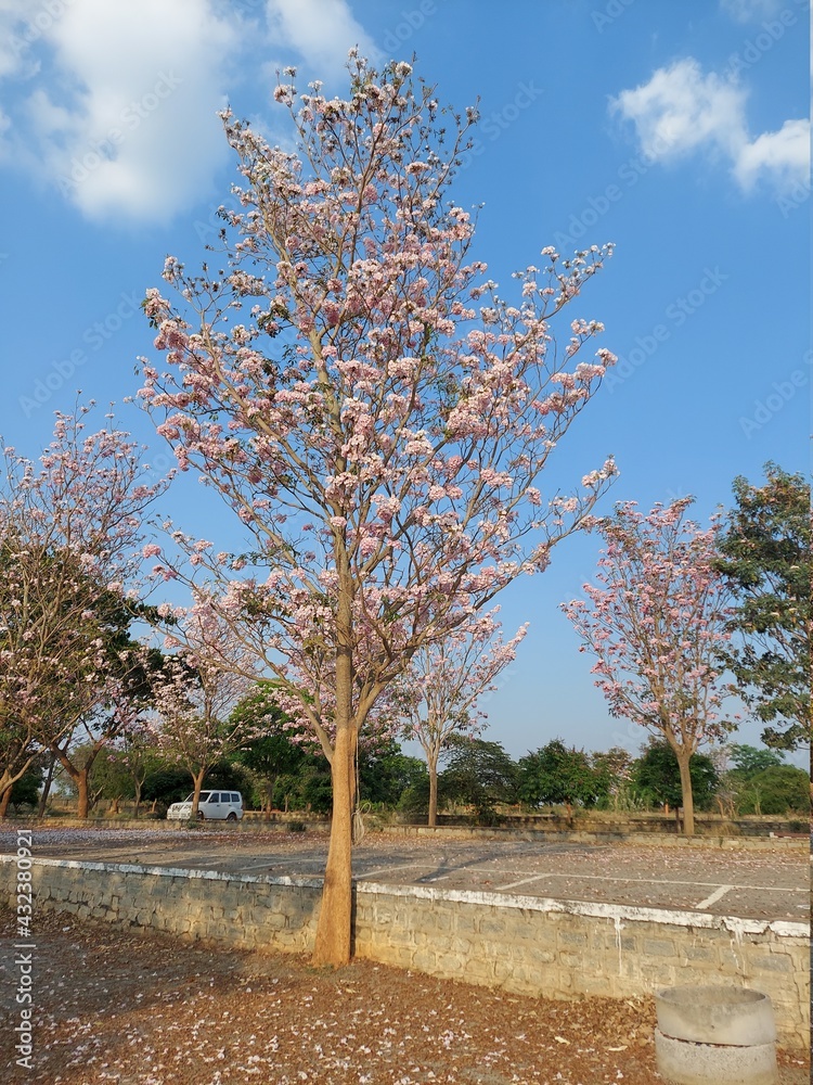 Fototapeta premium tree in the park
