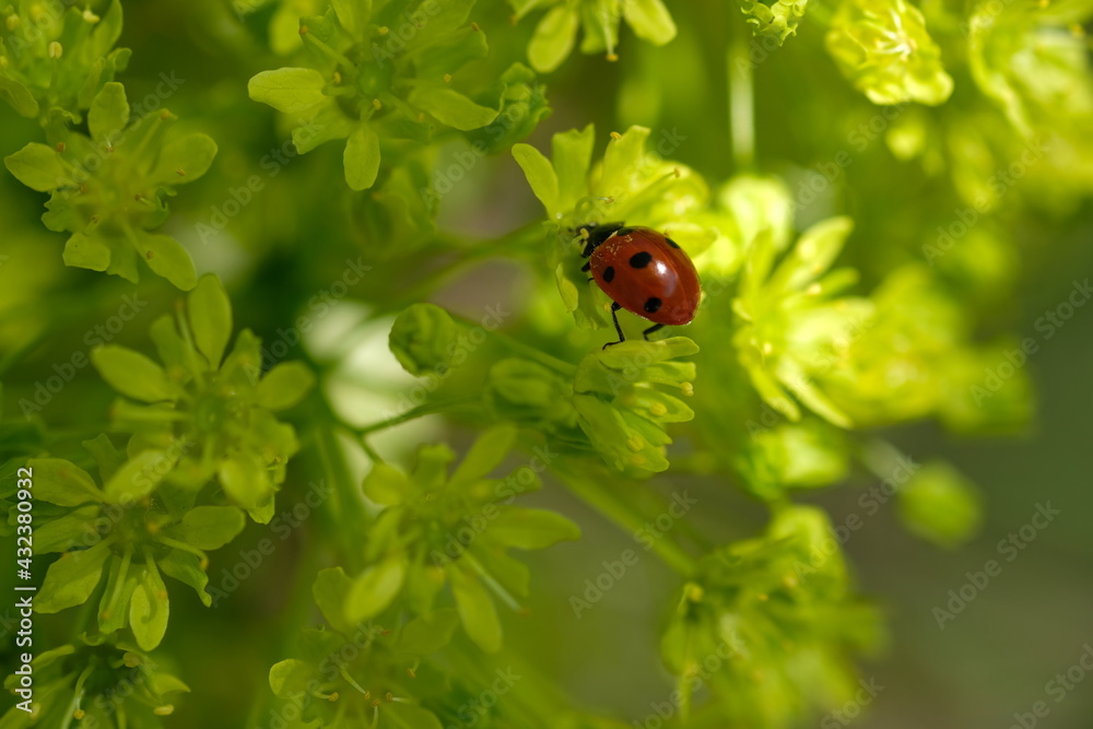 Fototapeta premium A ladybug sits on a bud. Sunny day.