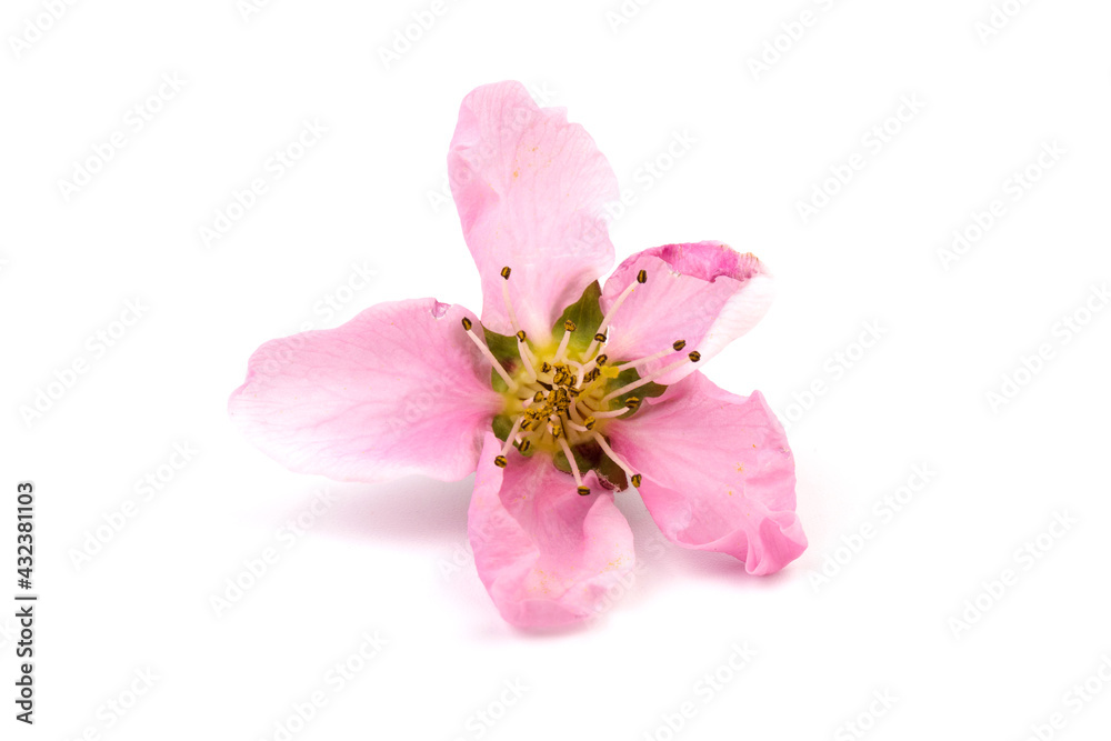 Fototapeta premium Peach flowers, isolated on white background.
