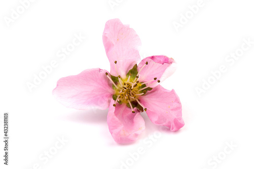 Peach flowers, isolated on white background.