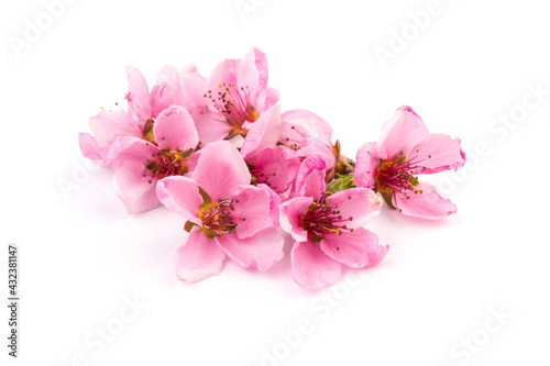 Peach flowers  isolated on white background.