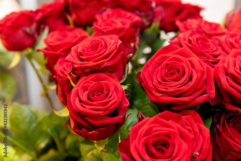 roter Rosen blühen schön roter Rosen blühen schön