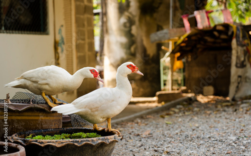 Muscovy ducks (Cairina moschata) in the farmyard