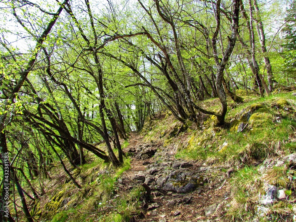 European hop hornbeam forest in bright green spring foliage European hop hornbeam forest in bright green spring foliage