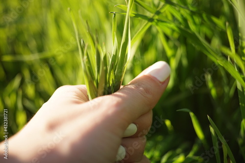 Female hand pulls out green grass in a spring garden
