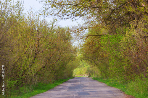 Trees alley