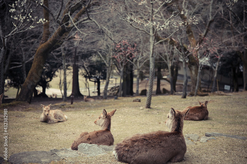 Fawns resting in Nara Park, Nara, Japan
