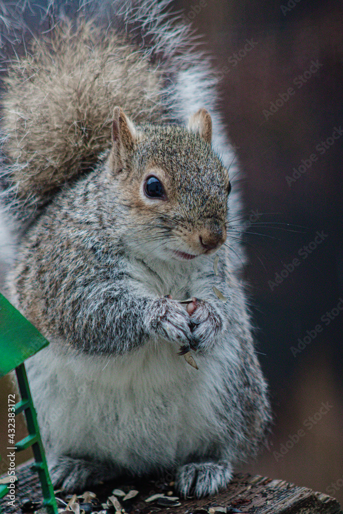 Obraz premium squirrel eating nut