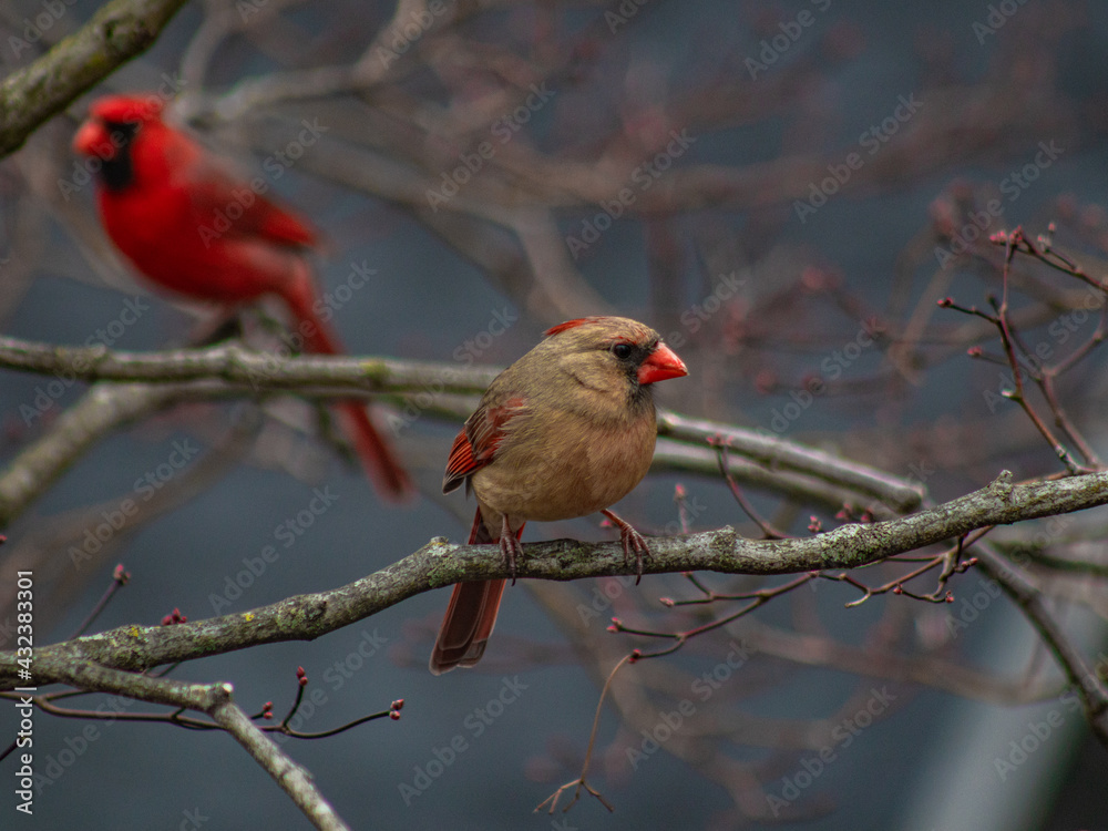 red cardinal on a branch red cardinal on a branch