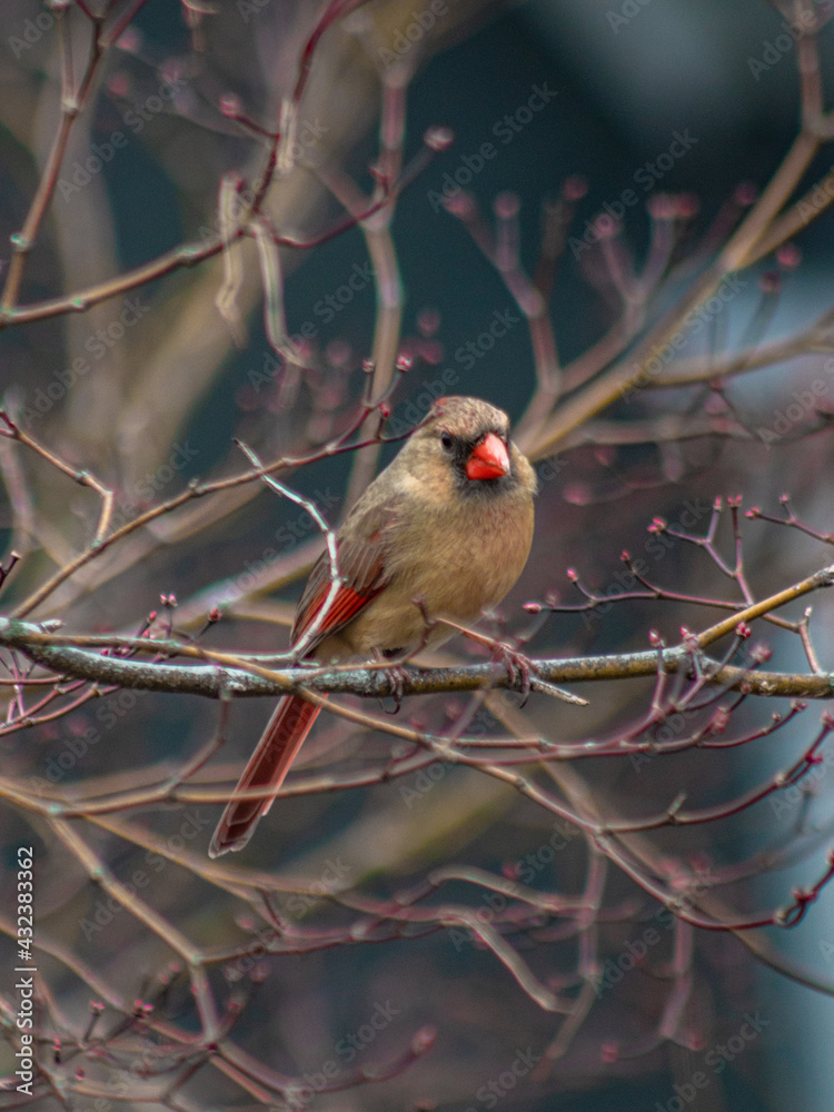 cardinal on branch cardinal on branch