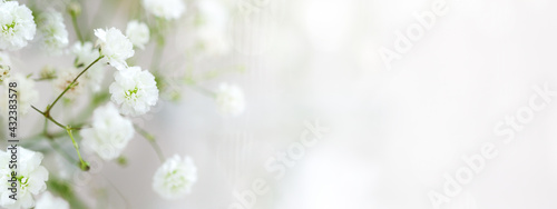 white spring flowers © Volha Zaitsava