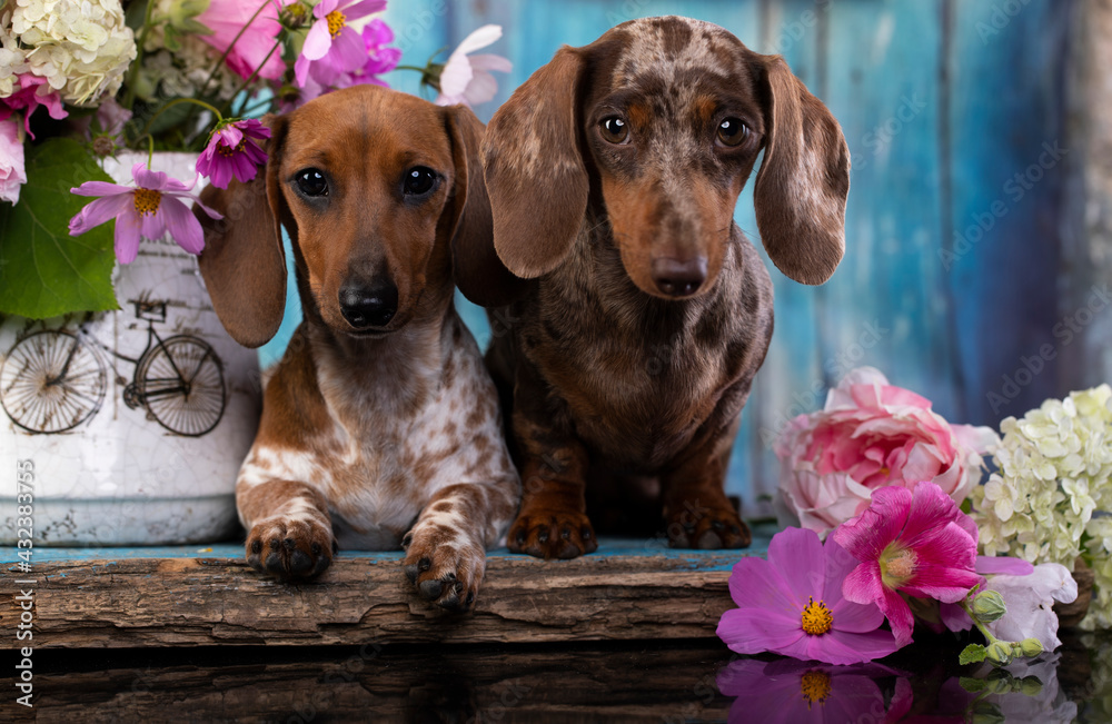Dachshund dog portrait dapple color and flowers