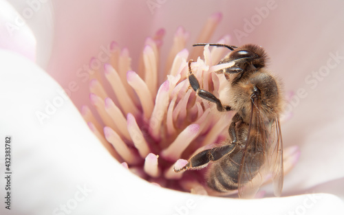 Hardworking bee collects honey from flowers © Fedoruk
