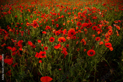 field with blooming red poppies