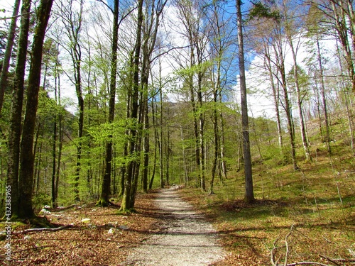 Beautiful springtime beech forest in bright green foliage and a path leading through