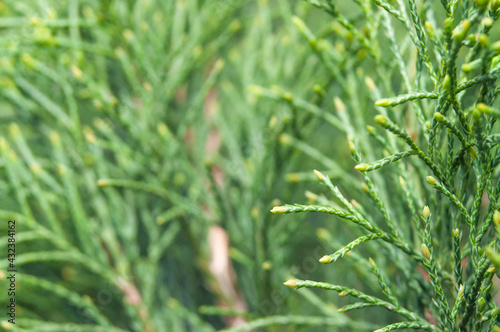 Green young thuja branches on blurred background, close view