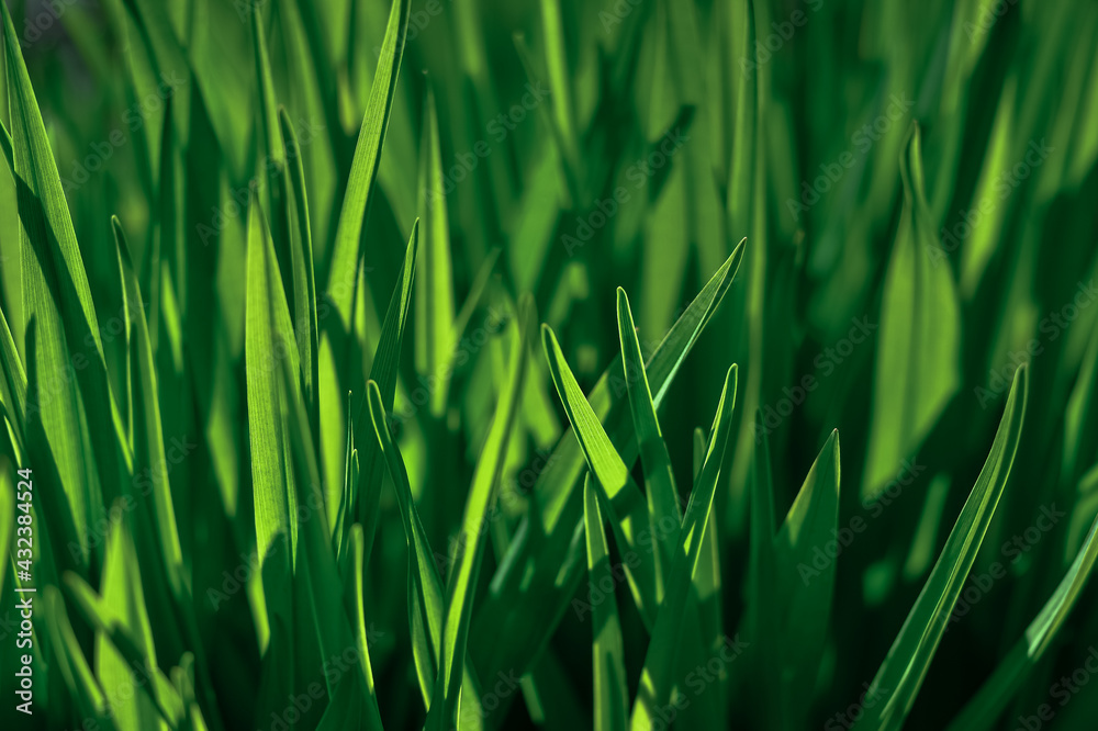 Green grass close-up in the morning glare of the sun. Organic texture. Natural background Green grass close-up in the morning glare of the sun. Organic texture. Natural background