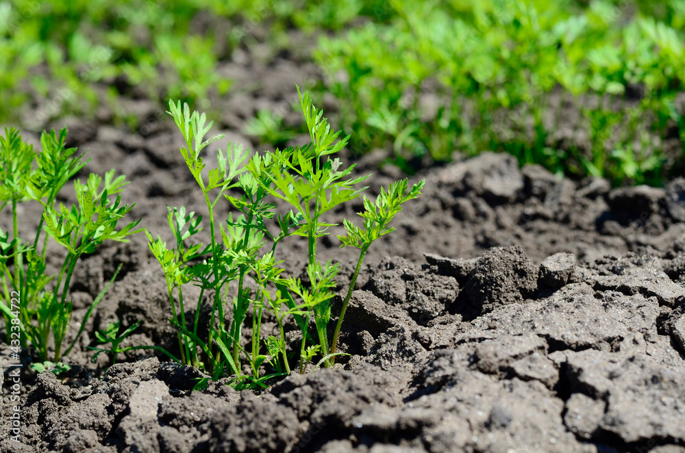 Young carrot seedlings in the garden in spring. Concept of ecology, cultivation, agriculture. Young carrot seedlings in the garden in spring. Concept of ecology, cultivation, agriculture.