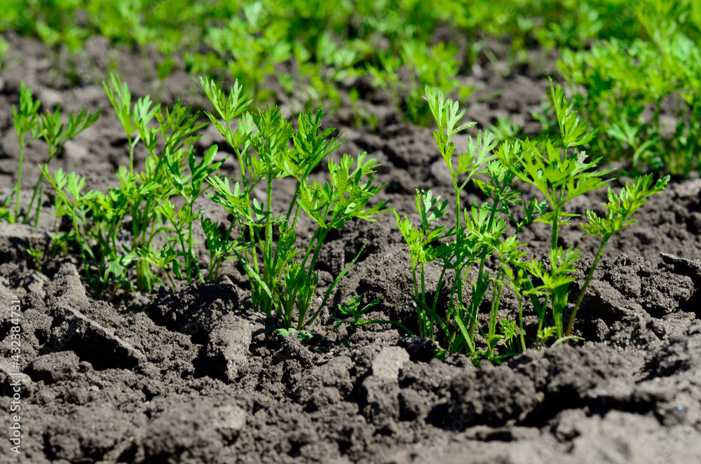 Young carrot seedlings in the garden in spring. Concept of ecology, cultivation, agriculture. Young carrot seedlings in the garden in spring. Concept of ecology, cultivation, agriculture.
