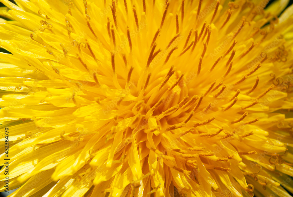 Yellow dandelion super macro shot. Yellow dandelion super macro shot.