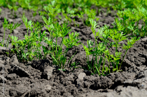 Young carrot seedlings in the garden in spring. Concept of ecology, cultivation, agriculture.