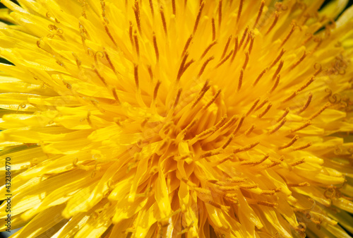 Yellow dandelion super macro shot.