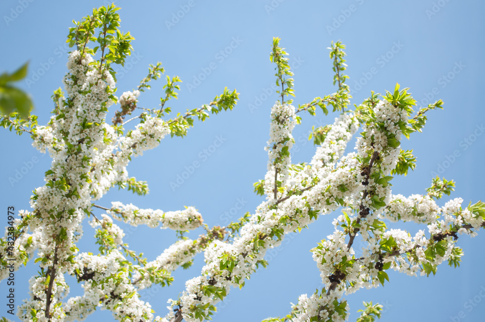 Spring cherry blossom flowers over blue sky