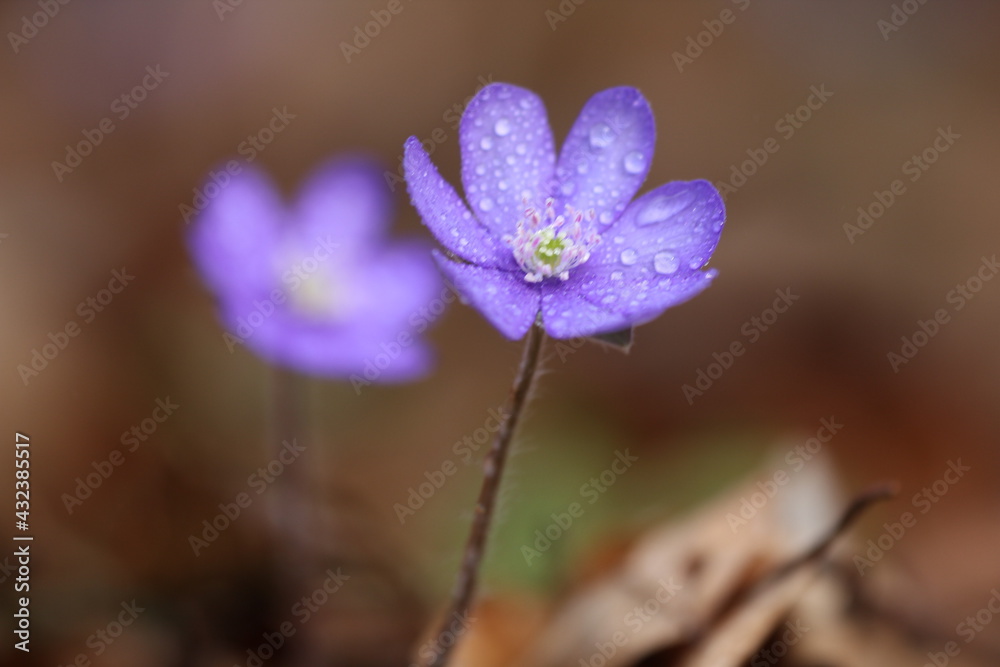 Leberblümchen Leberblümchen