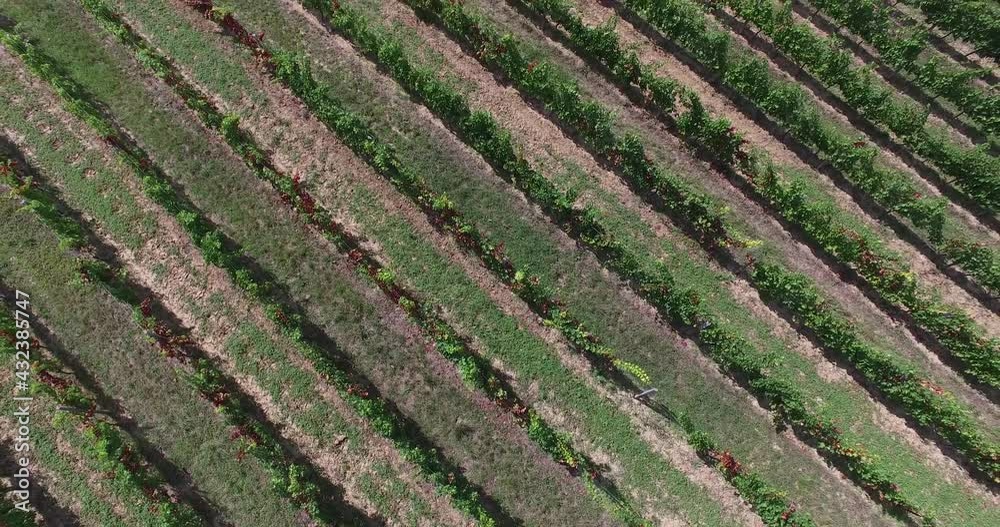 Vineyard in France with grape vines separated by wide lanes, Aerial top view rising reveal shot Vineyard in France with grape vines separated by wide lanes, Aerial top view rising reveal shot