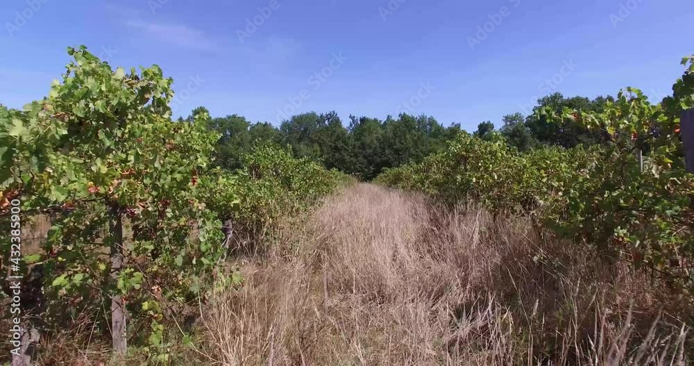 French vineyard with grape vines and grown wild grass seen from the middle of the lane, Aerial flythrough in between shot French vineyard with grape vines and grown wild grass seen from the middle of the lane, Aerial flythrough in between shot