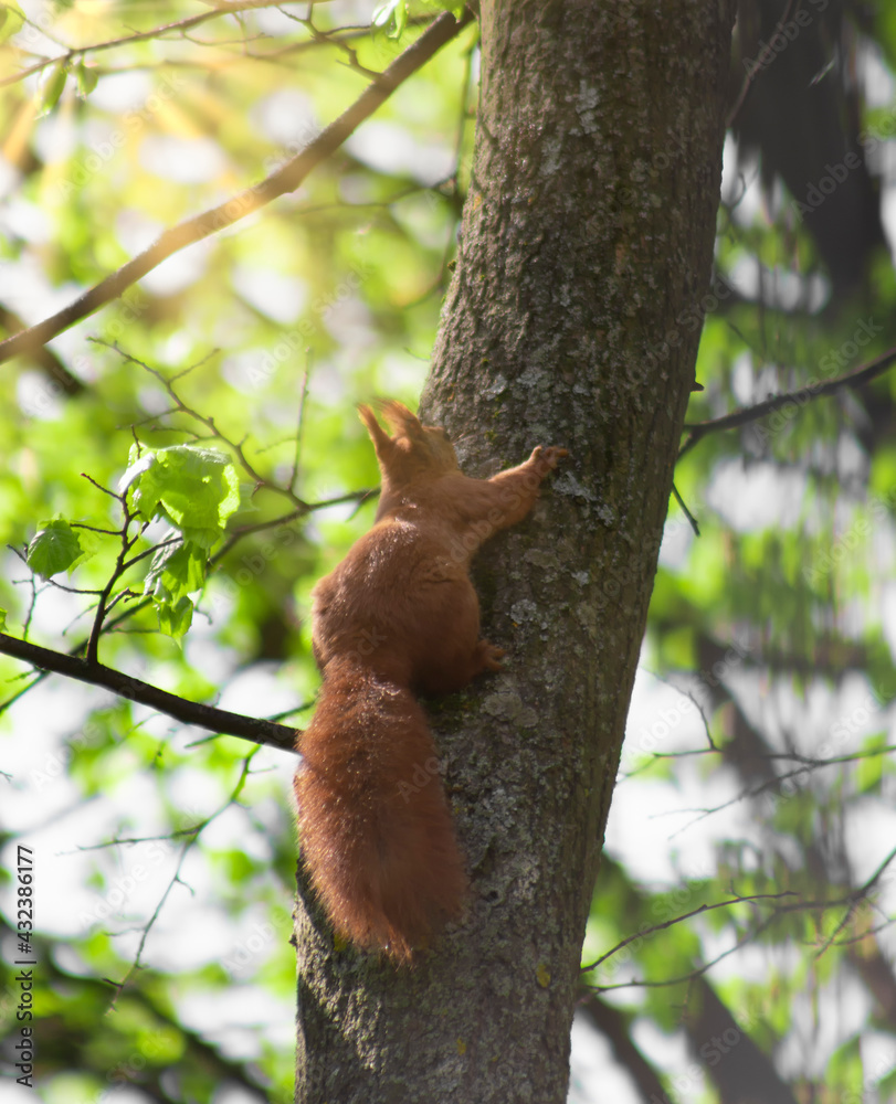 Red squirrel on a tree in the bright sun. Red squirrel on a tree in the bright sun.