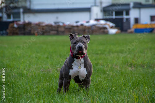 Blue American staffordshire terrier, amstaff, stafford pit bull big strong gray dog outdoor 