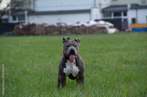 Blue American staffordshire terrier, amstaff, stafford pit bull big strong gray dog outdoor 