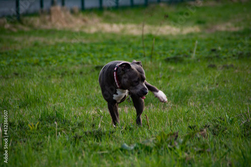 Blue American staffordshire terrier, amstaff, stafford pit bull big strong gray dog outdoor 