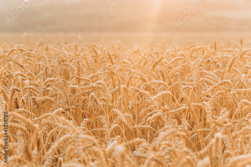 A wheat field with ripe ears of golden wheat in the sun. Beautiful colorful natural background of nature.Autumn landscape.The concept of agriculture and a rich harvest.Agricultural season