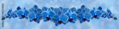 blue orchid on blue background