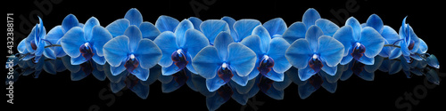 blue orchid on black background