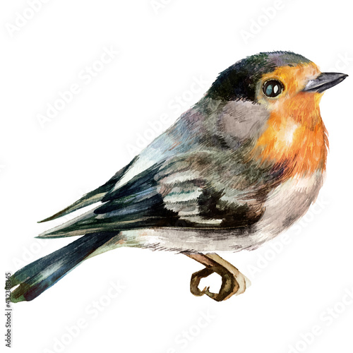 Watercolor Robin Bird Illustration Isolated on White Background